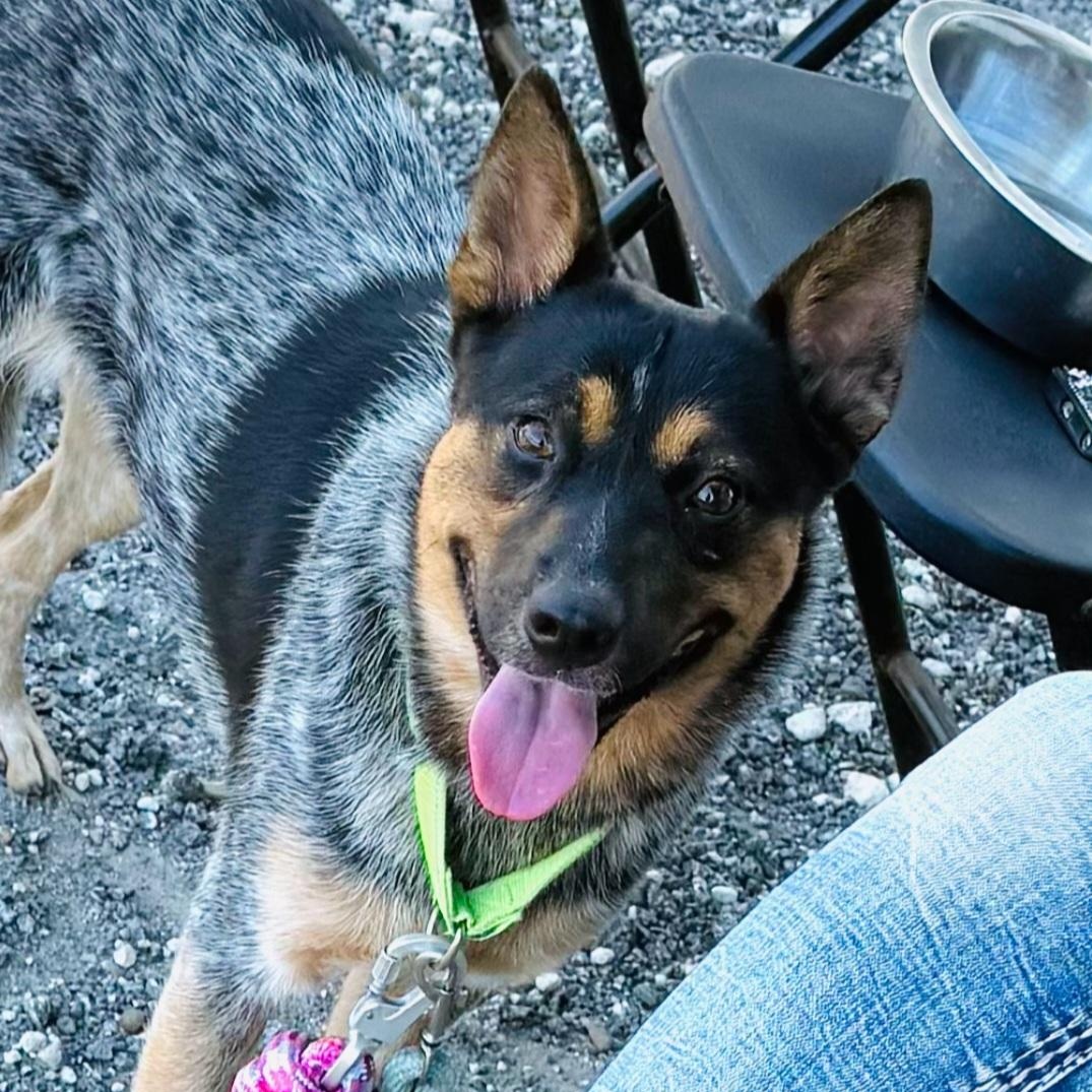 Enlarge Bluey, a Adoptable mixed breed in Long Beach, NY image 1/6