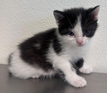 Enlarge Velvet, a ADOPTABLE mixed breed in Buffalo, MN image 1/1