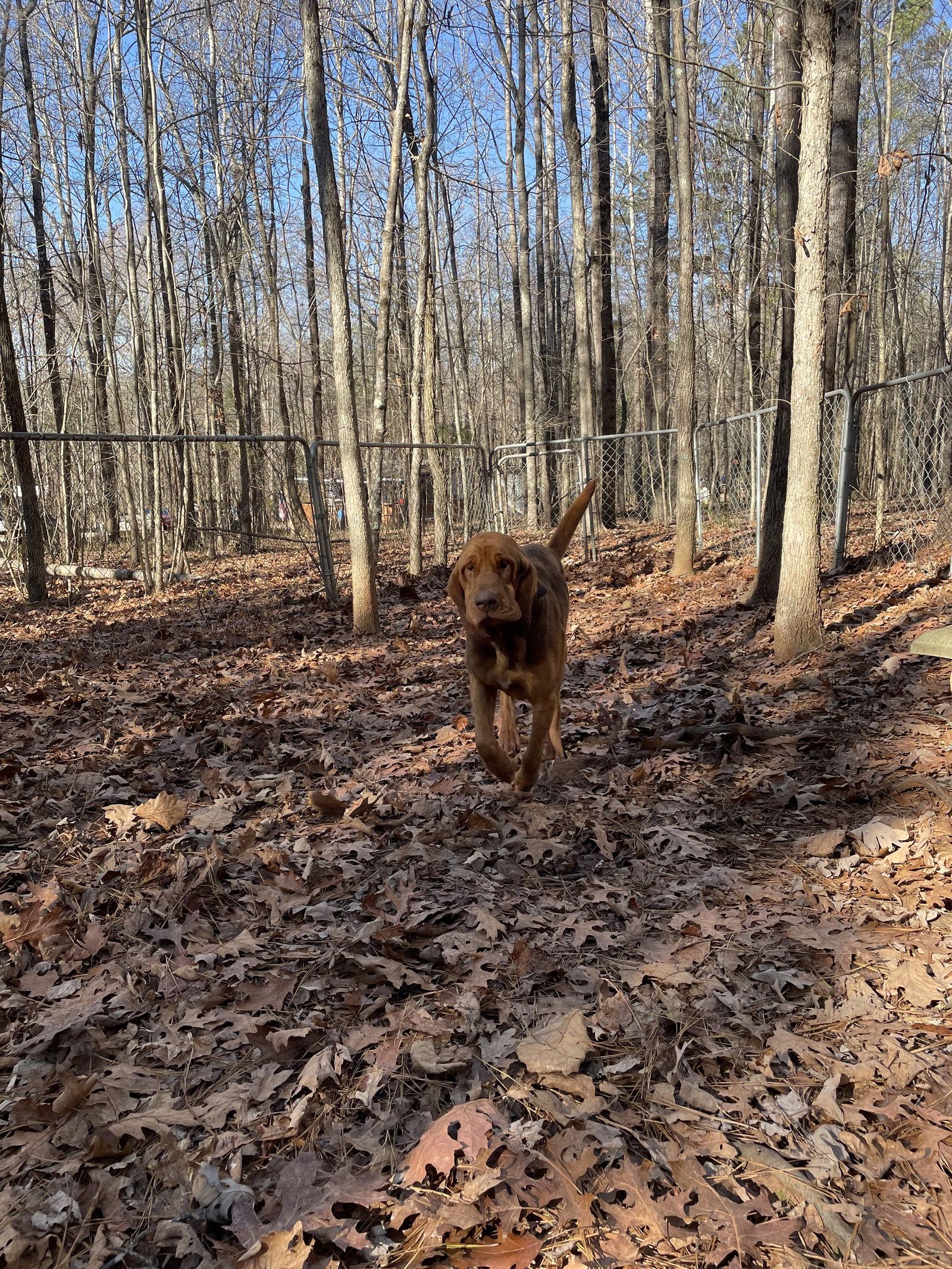 Enlarge Waylon, a Adoptable Bloodhound in York, SC image 1/1