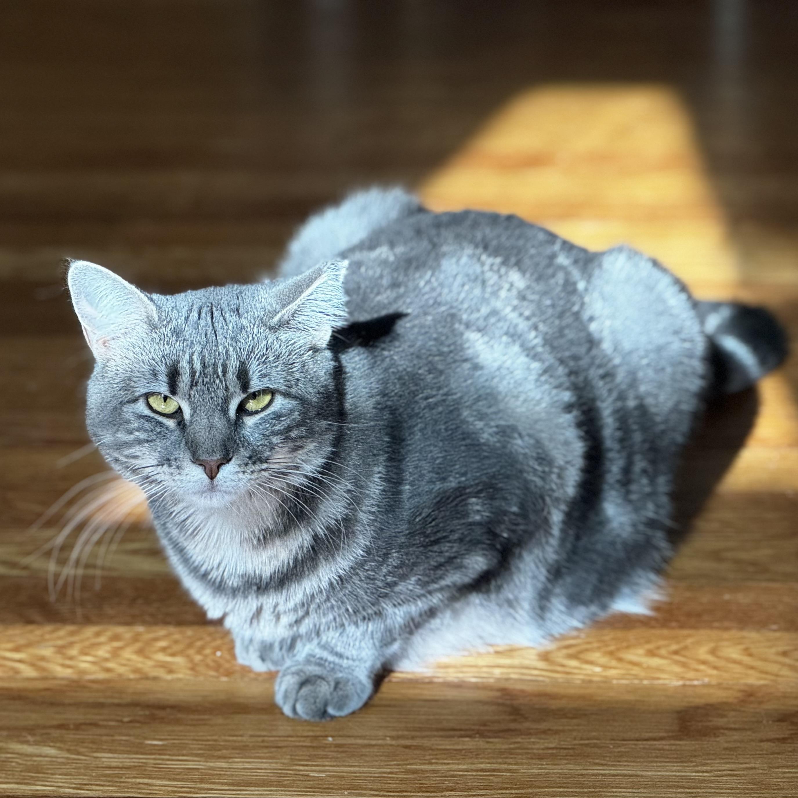 Enlarge Quirky, a Adoptable Domestic Medium Hair in Westport, CT image 2/5