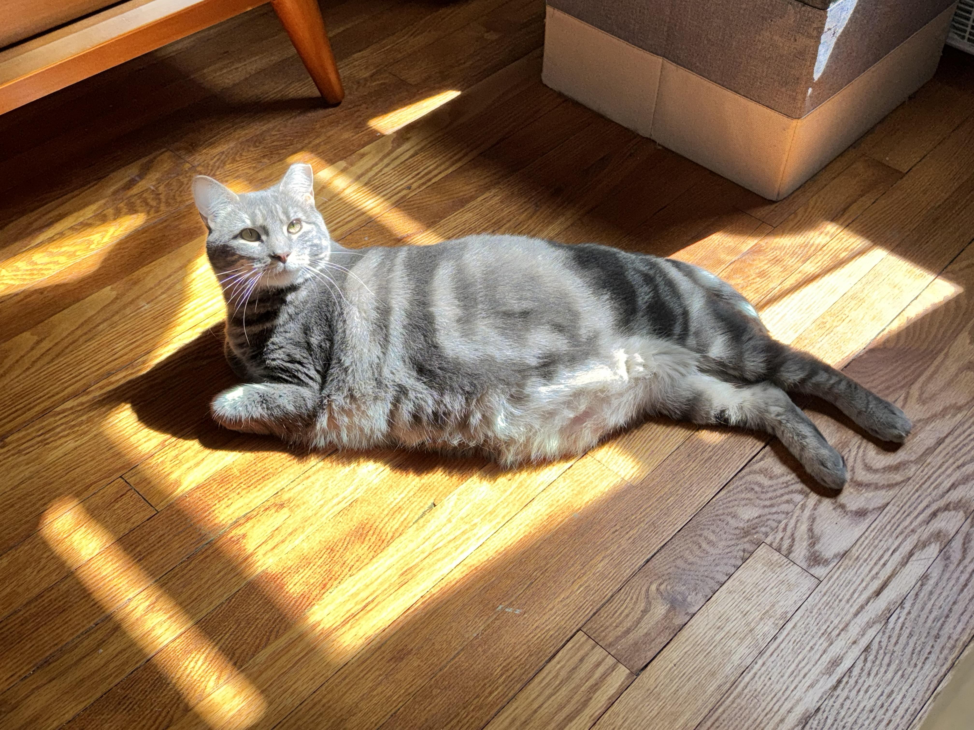 Enlarge Quirky, a Adoptable Domestic Medium Hair in Westport, CT image 5/5