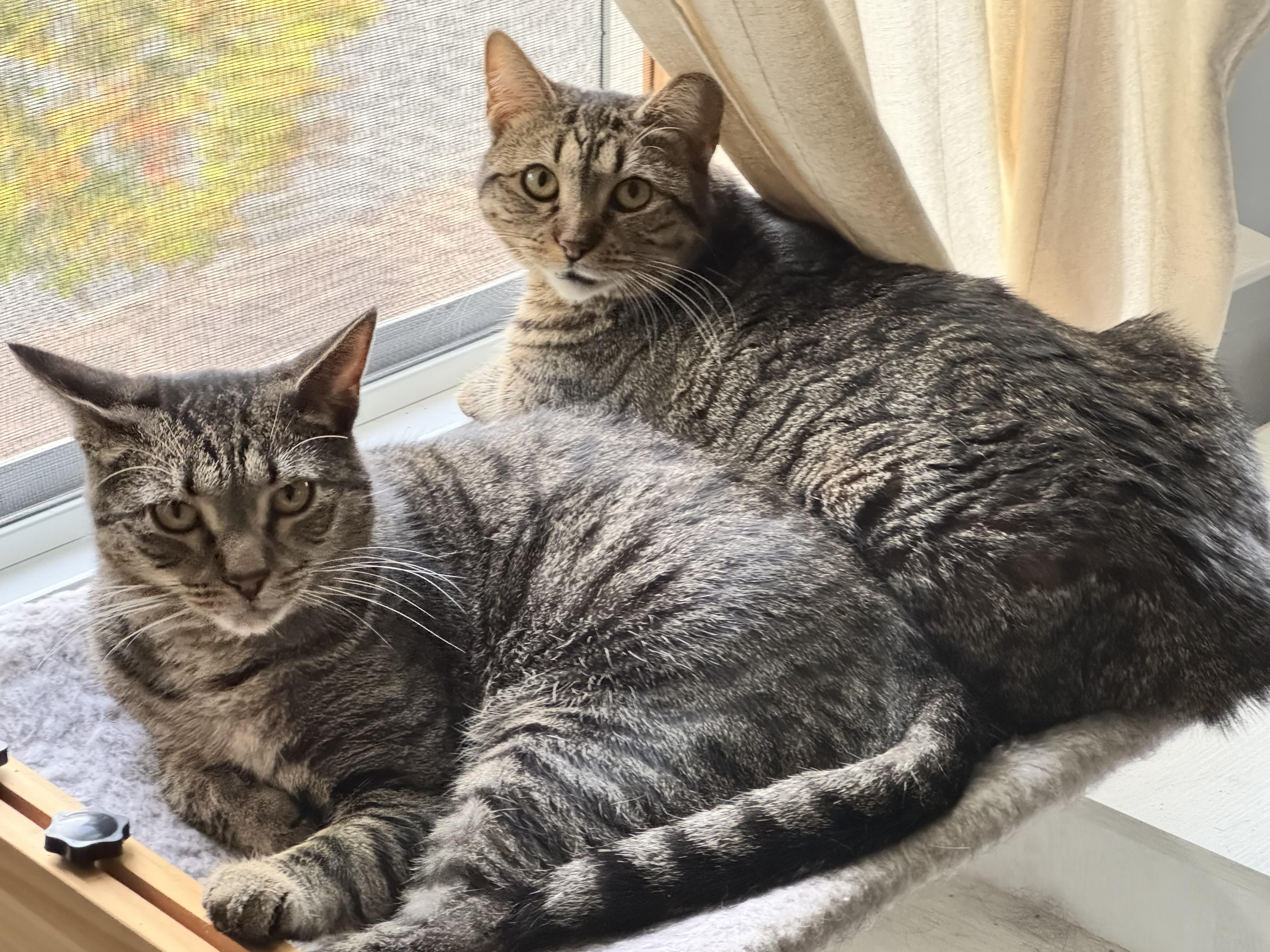 Enlarge Quirky, a Adoptable Domestic Medium Hair in Westport, CT image 4/5