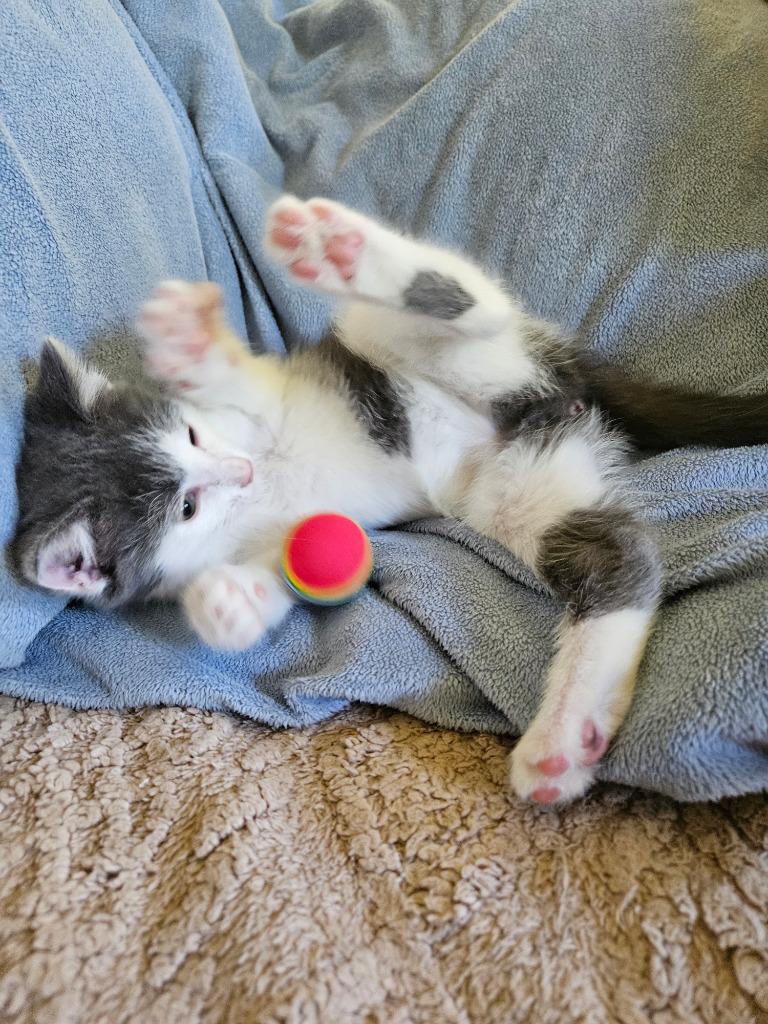 Dino, Adoptable, Kitten Male Domestic Short Hair.