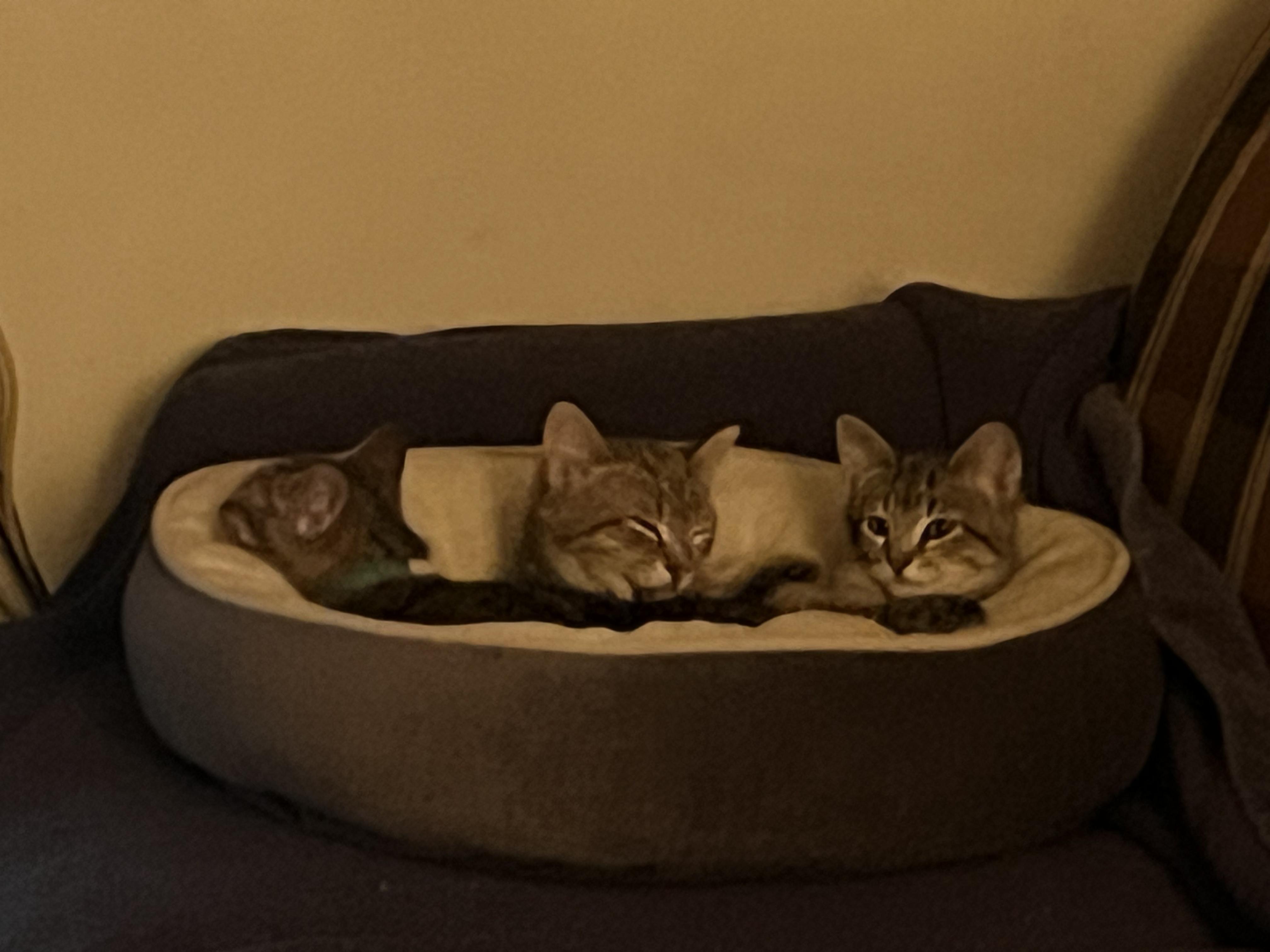 Enlarge Nori, a Adoptable Domestic Short Hair in Apple Valley, MN image 5/6