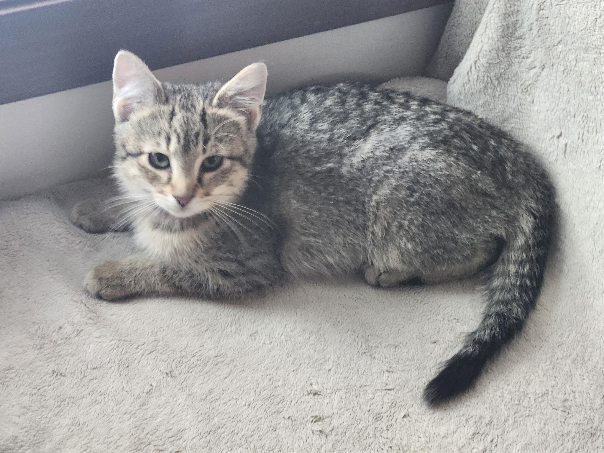 Enlarge Nori, a Adoptable Domestic Short Hair in Apple Valley, MN image 2/6