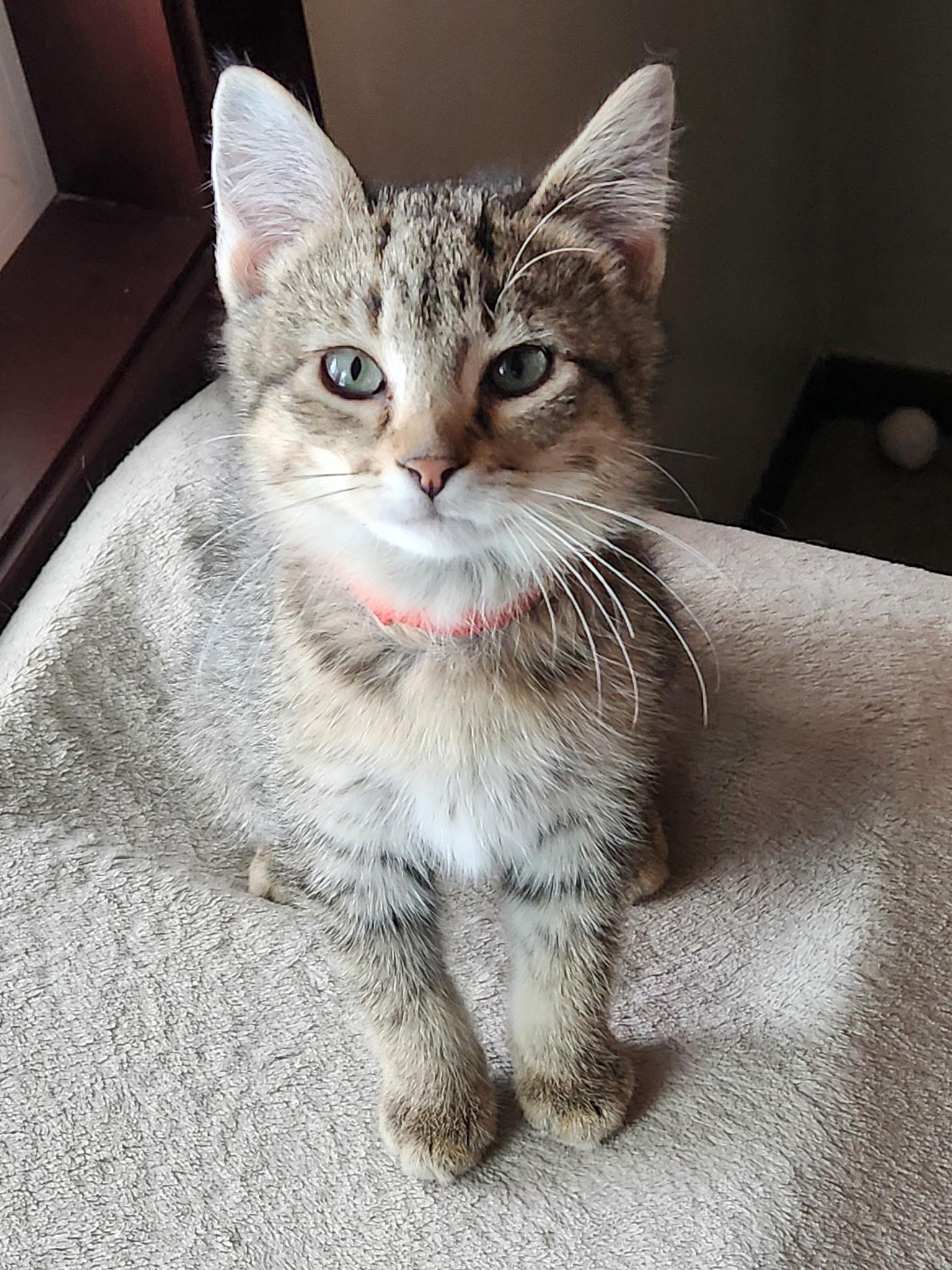 Nori, Adoptable, Kitten Male Domestic Short Hair.