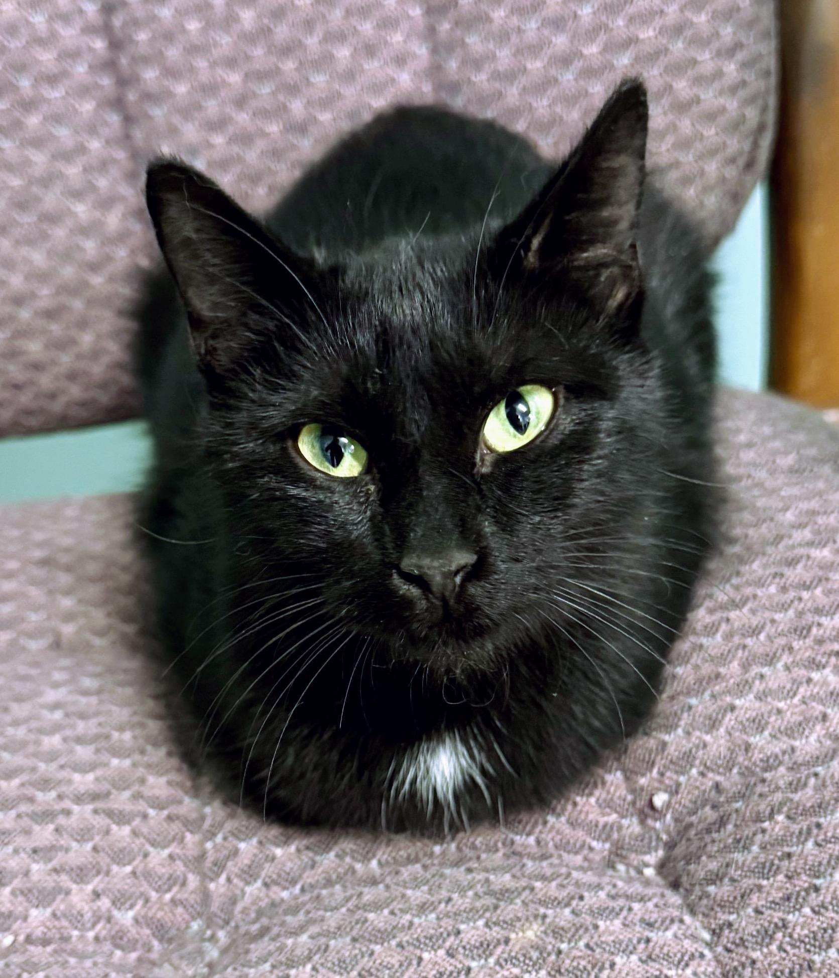 Enlarge Raven, a Adoptable Domestic Short Hair in Fishers, IN image 1/1