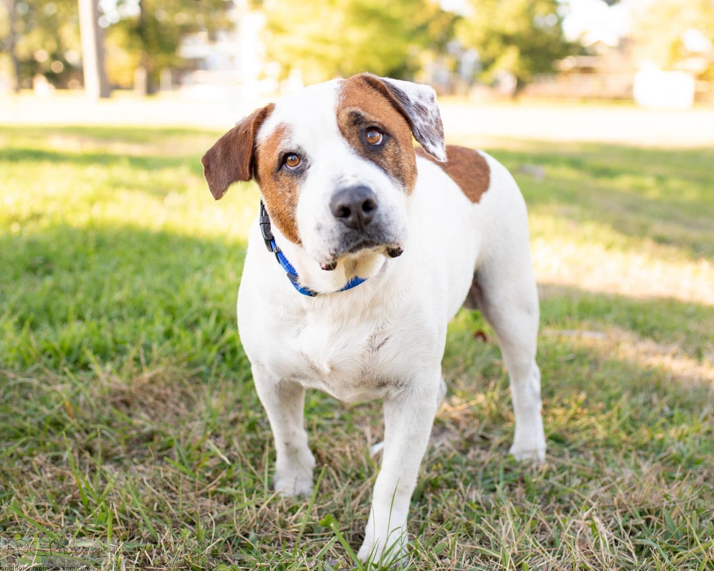 Enlarge Oakley, a Adopted mixed breed in Houston, TX image 1/3