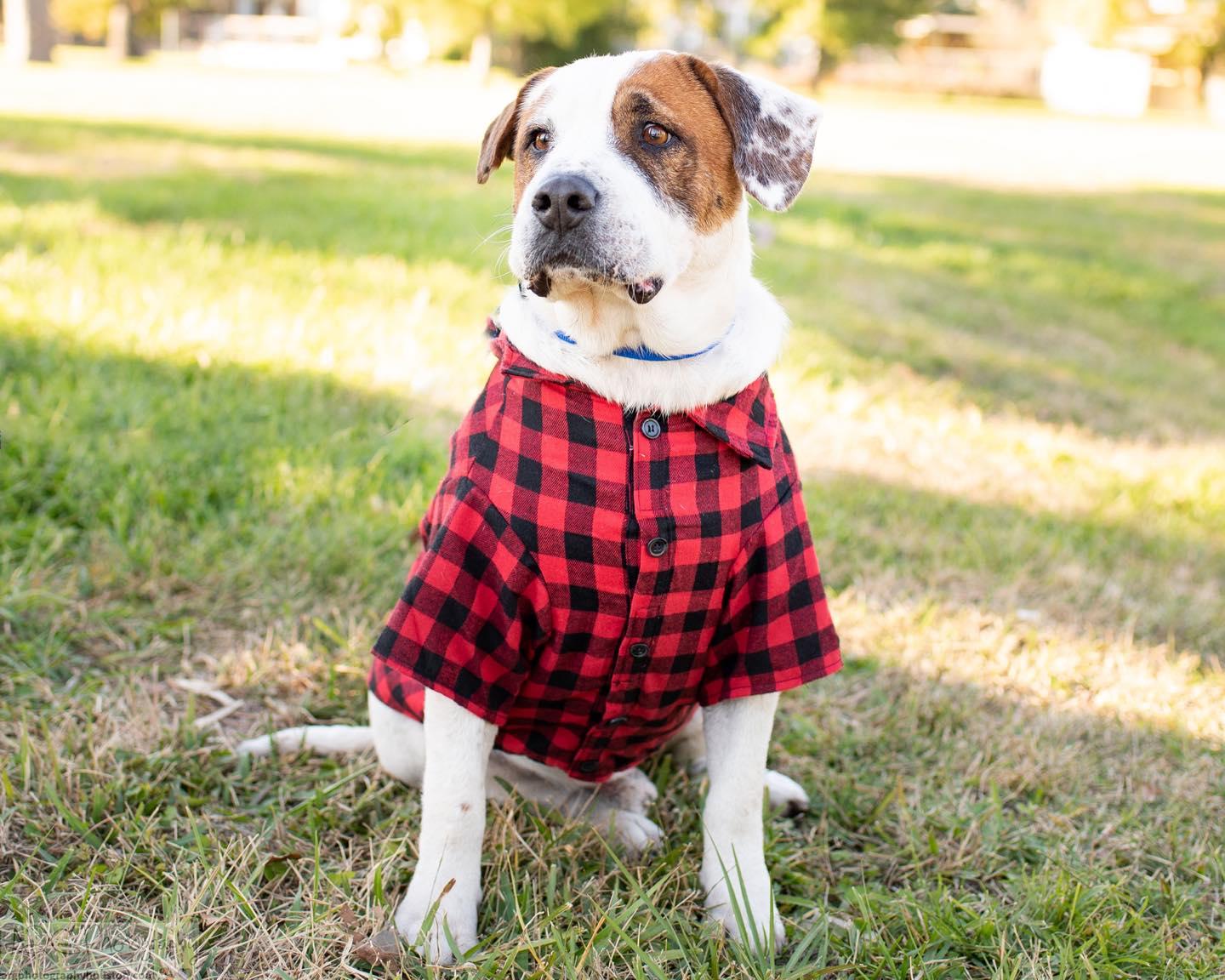 Enlarge Oakley, a Adopted mixed breed in Houston, TX image 2/3