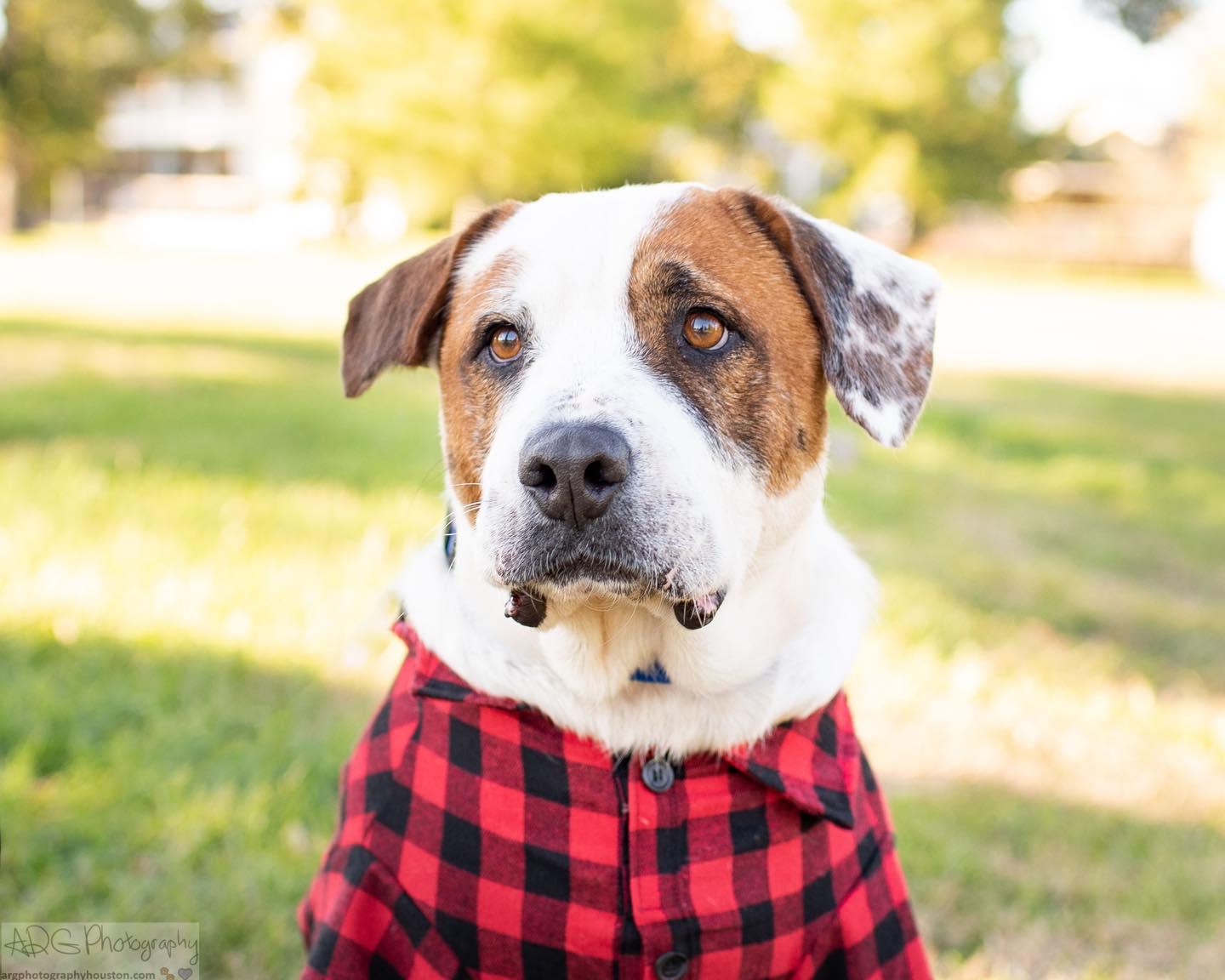 Enlarge Oakley, a Adopted mixed breed in Houston, TX image 3/3