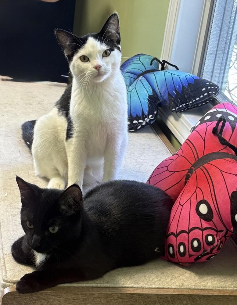 Bela Lugosi, a Adoptable mixed breed in Warren, CT image 4/6