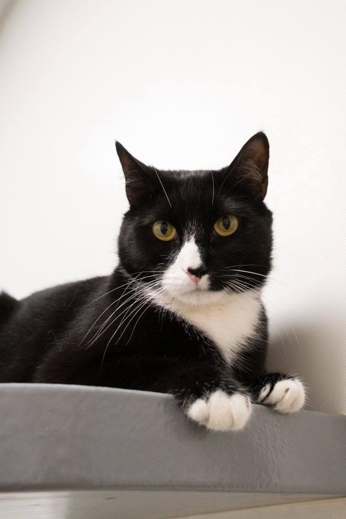 KJ, an adoptable Tuxedo in Staten Island, NY image 4/4