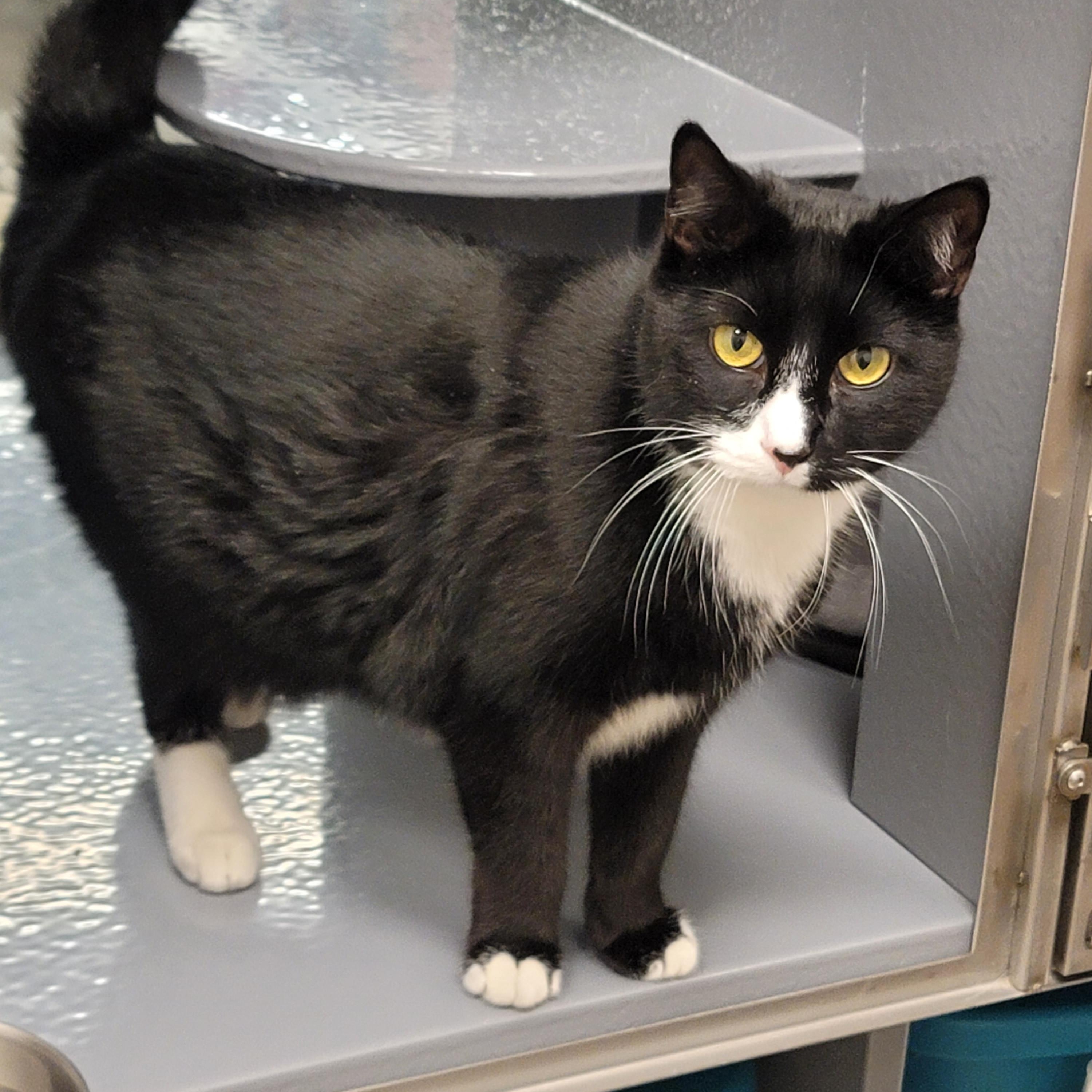 KJ, adoptable, Adult Male Tuxedo.