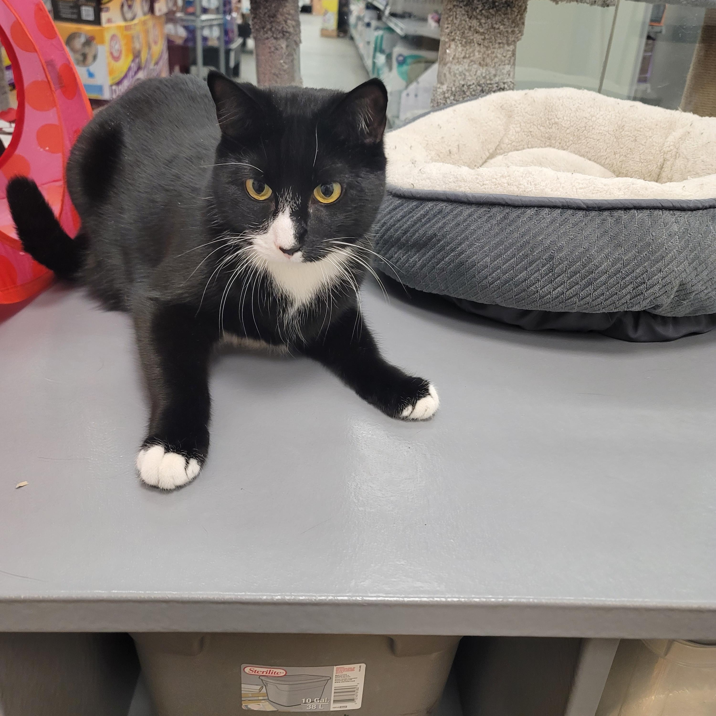 Enlarge KJ, an adoptable Tuxedo in Staten Island, NY image 3/3