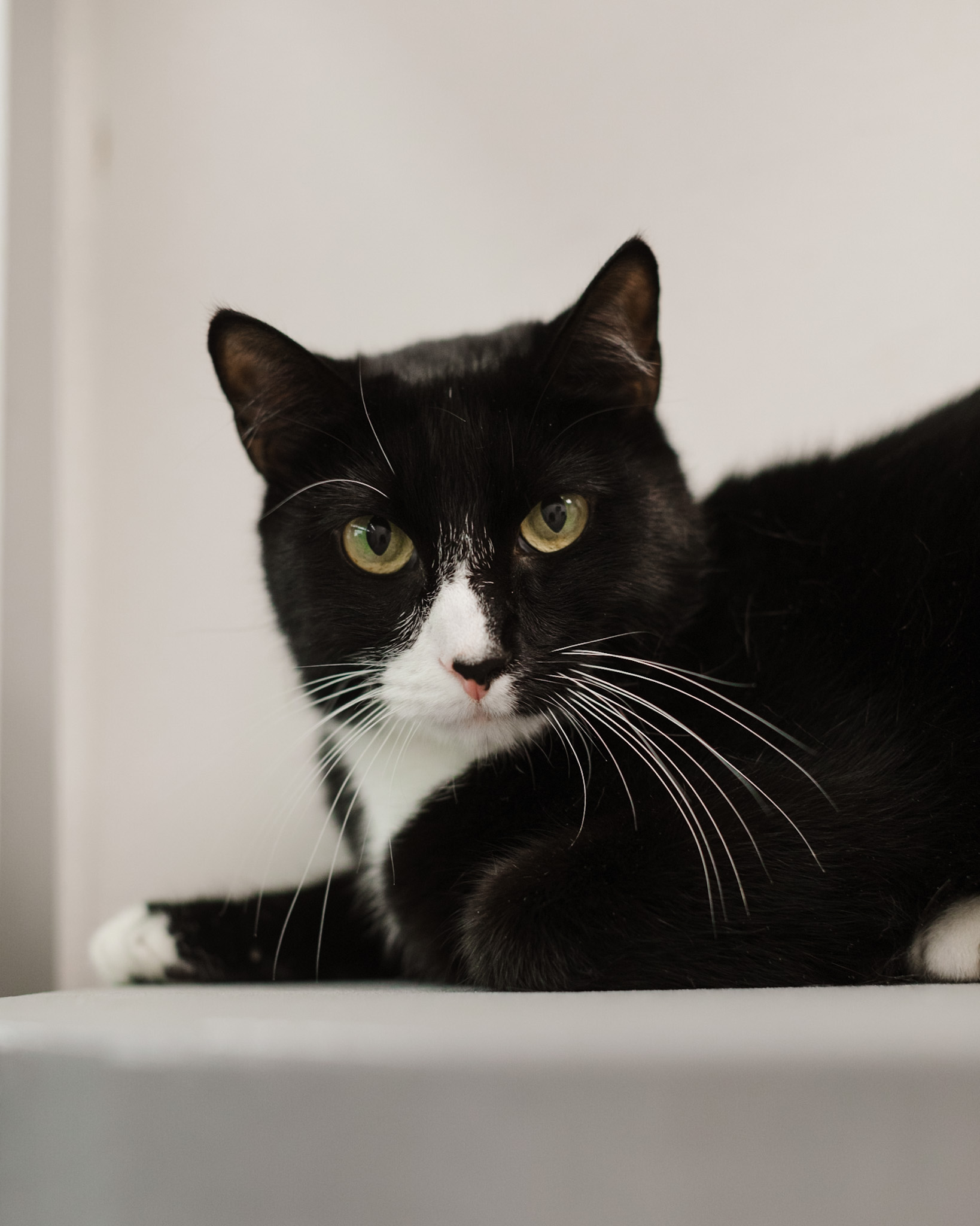 Enlarge KJ, an adoptable Tuxedo in Staten Island, NY image 2/3