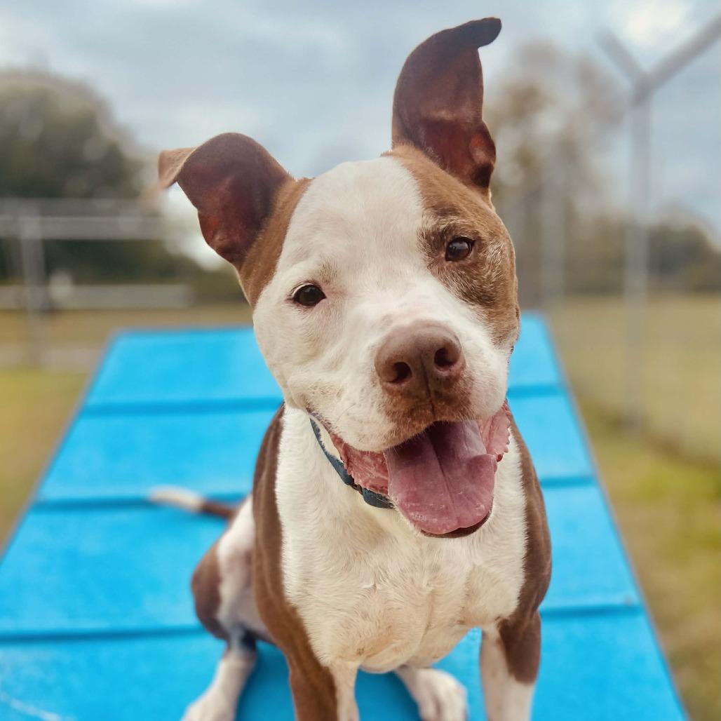 Tyson, Adoptable, Senior Male Pit Bull Terrier.