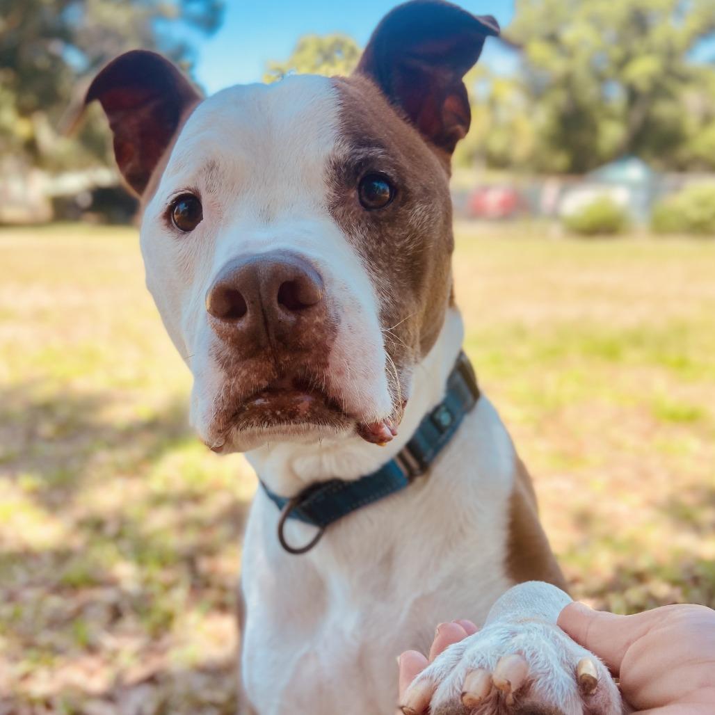 Enlarge Tyson, a Adoptable Pit Bull Terrier in Sarasota, FL image 2/6