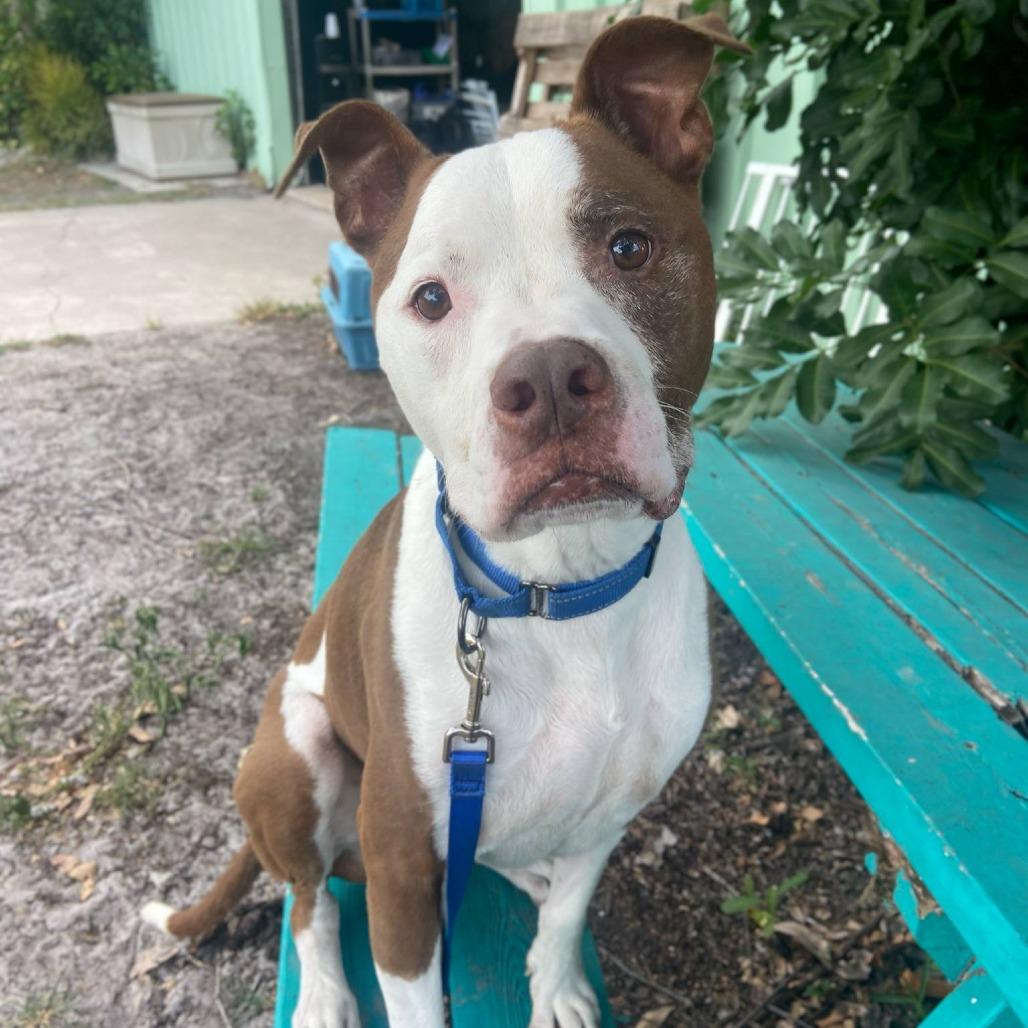 Enlarge Tyson, a Adoptable Pit Bull Terrier in Sarasota, FL image 3/6