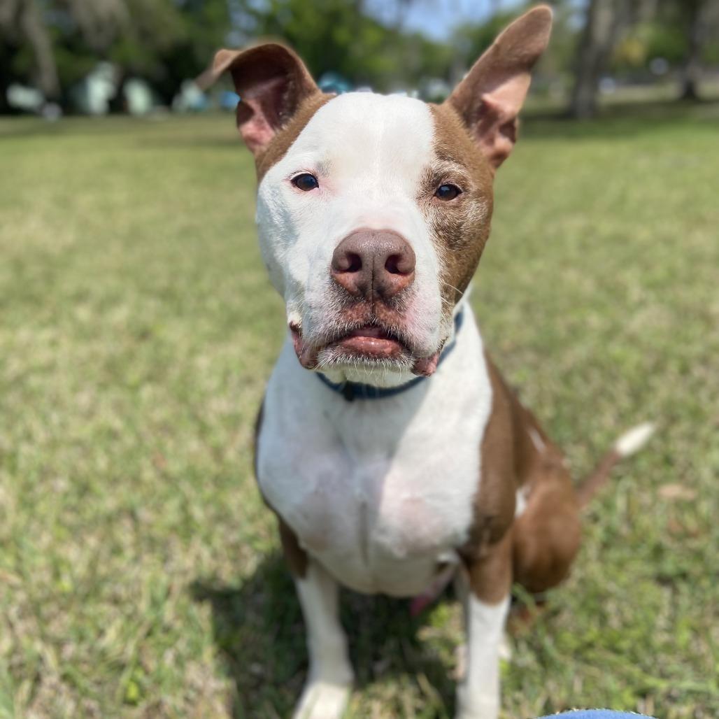 Enlarge Tyson, a Adoptable Pit Bull Terrier in Sarasota, FL image 4/6