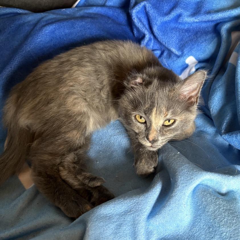 Ryobi, Adoptable, Kitten Female Domestic Long Hair & Extra-Toes Cat / Hemingway Polydactyl.