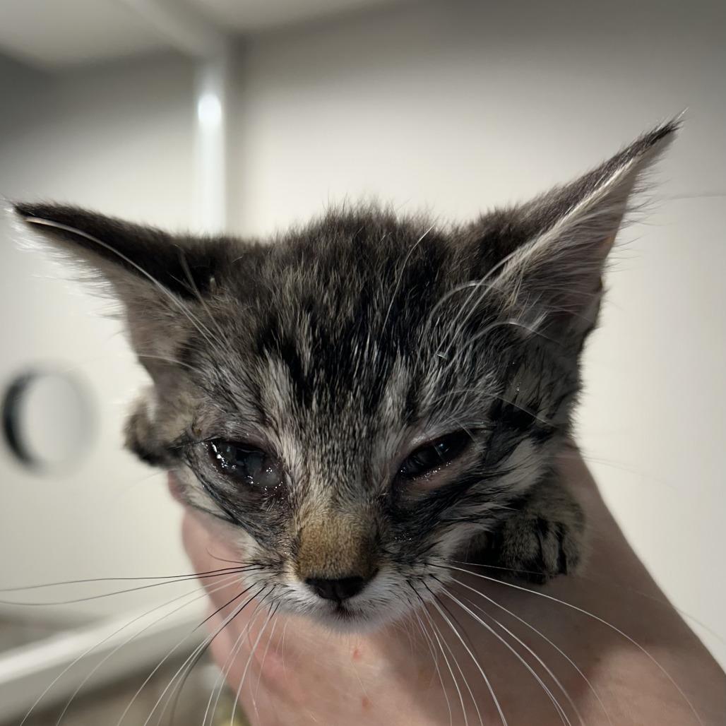 Jora, Adoptable, Kitten Female Domestic Short Hair.