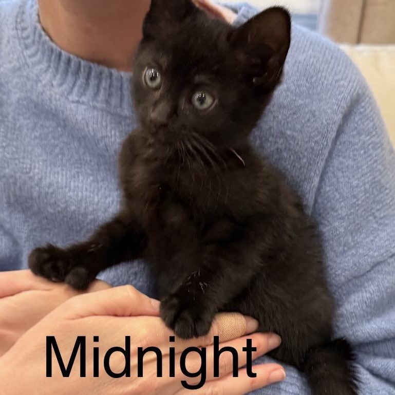 Midnight , adopted, Kitten Female Domestic Short Hair.