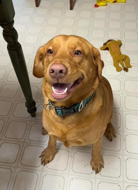 Trucker, Adoptable, Adult Male Labrador Retriever.