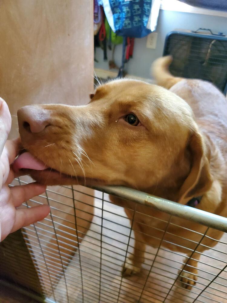 Enlarge Trucker, a Adoptable Labrador Retriever in Troy, VA image 2/2