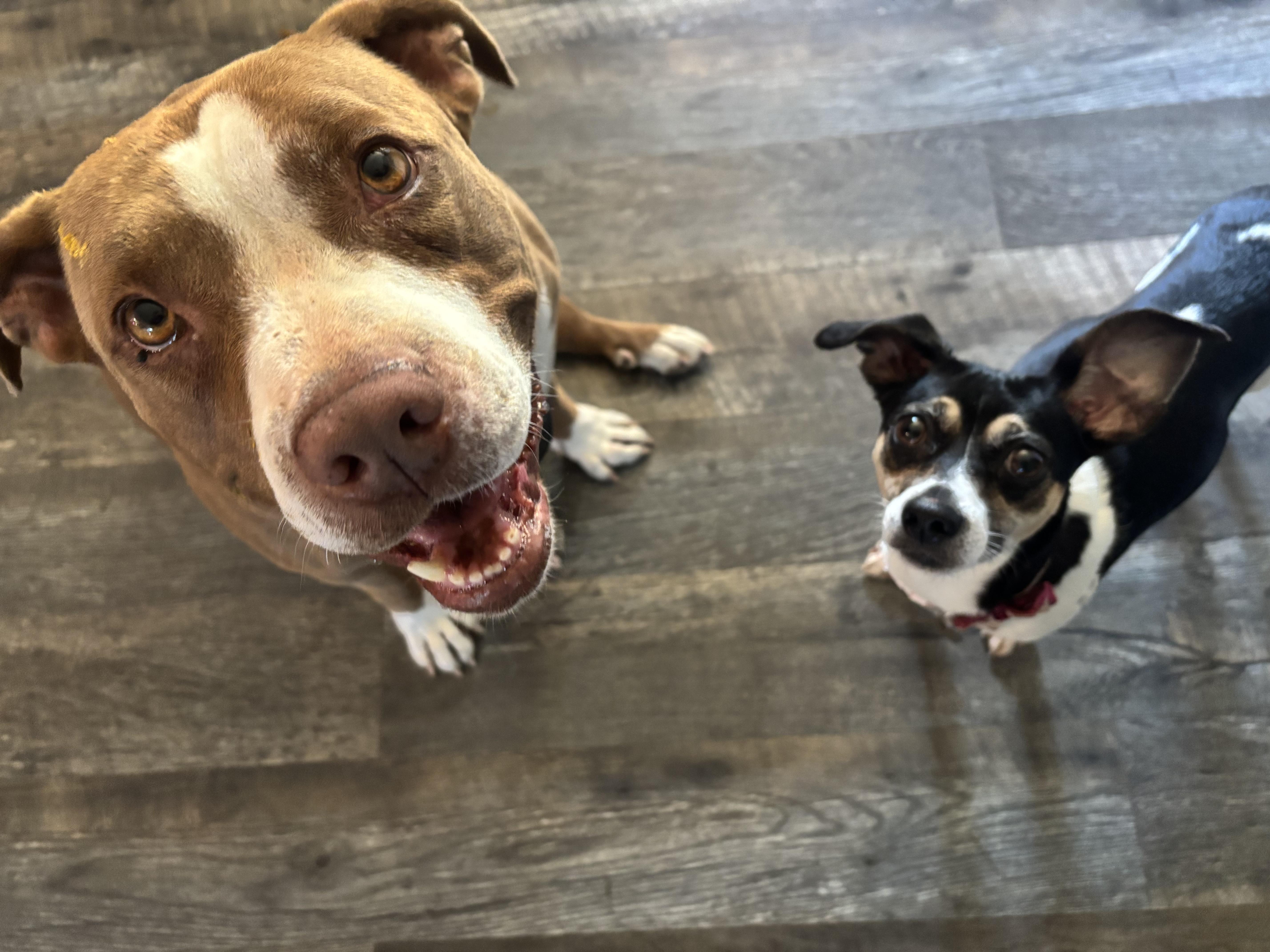 JuneBug, Adopted, Young Female Chihuahua & Rat Terrier.