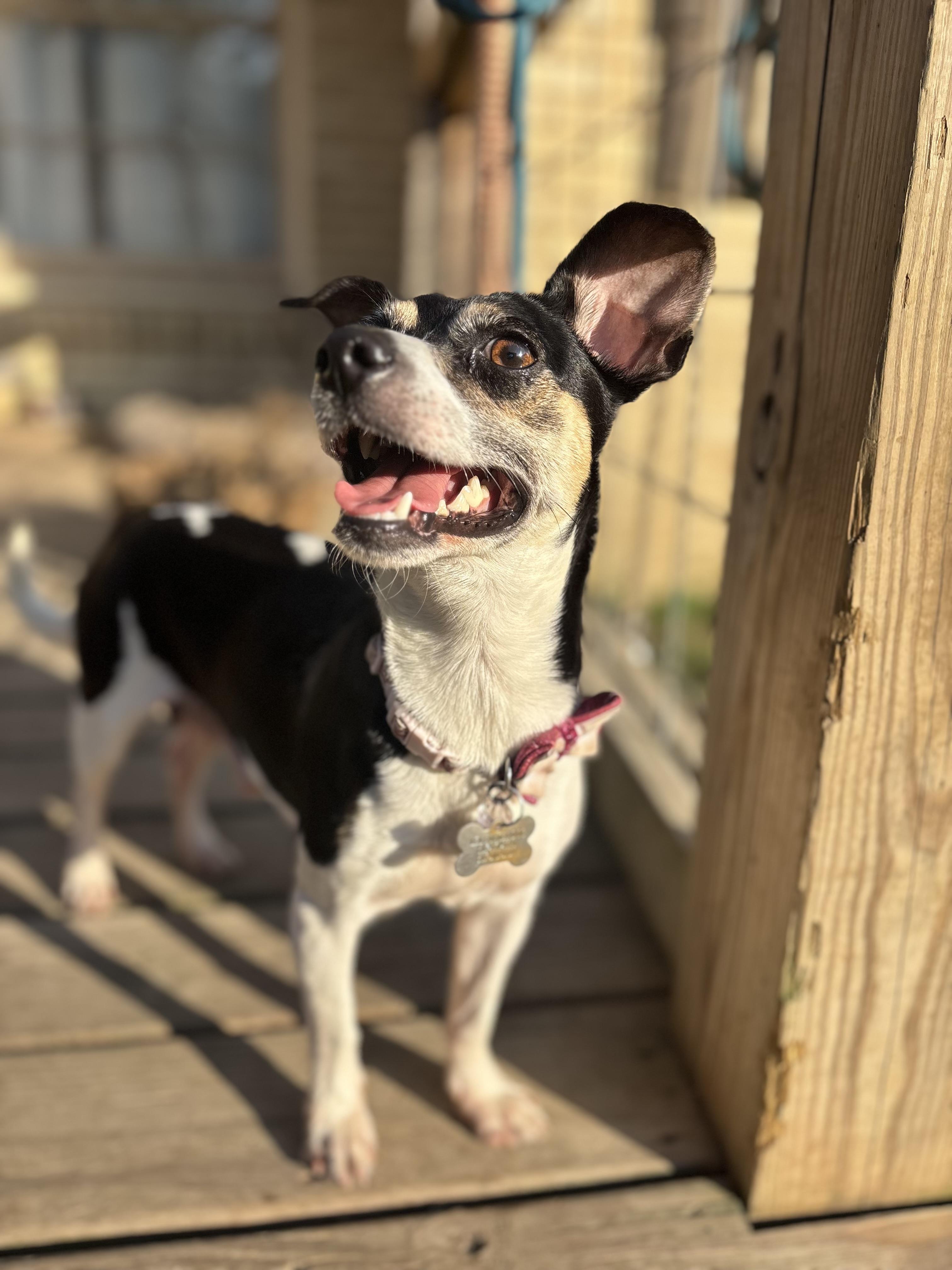 Enlarge JuneBug, a Adopted mixed breed in Nashville, TN image 3/6