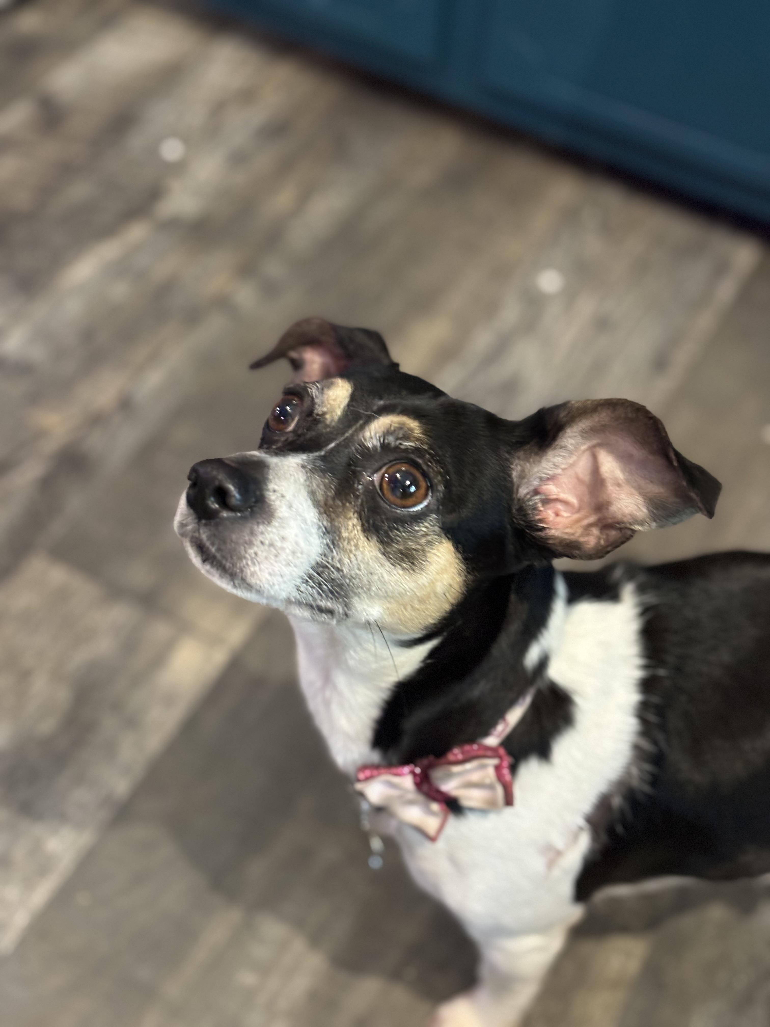 Enlarge JuneBug, a Adopted mixed breed in Nashville, TN image 4/6