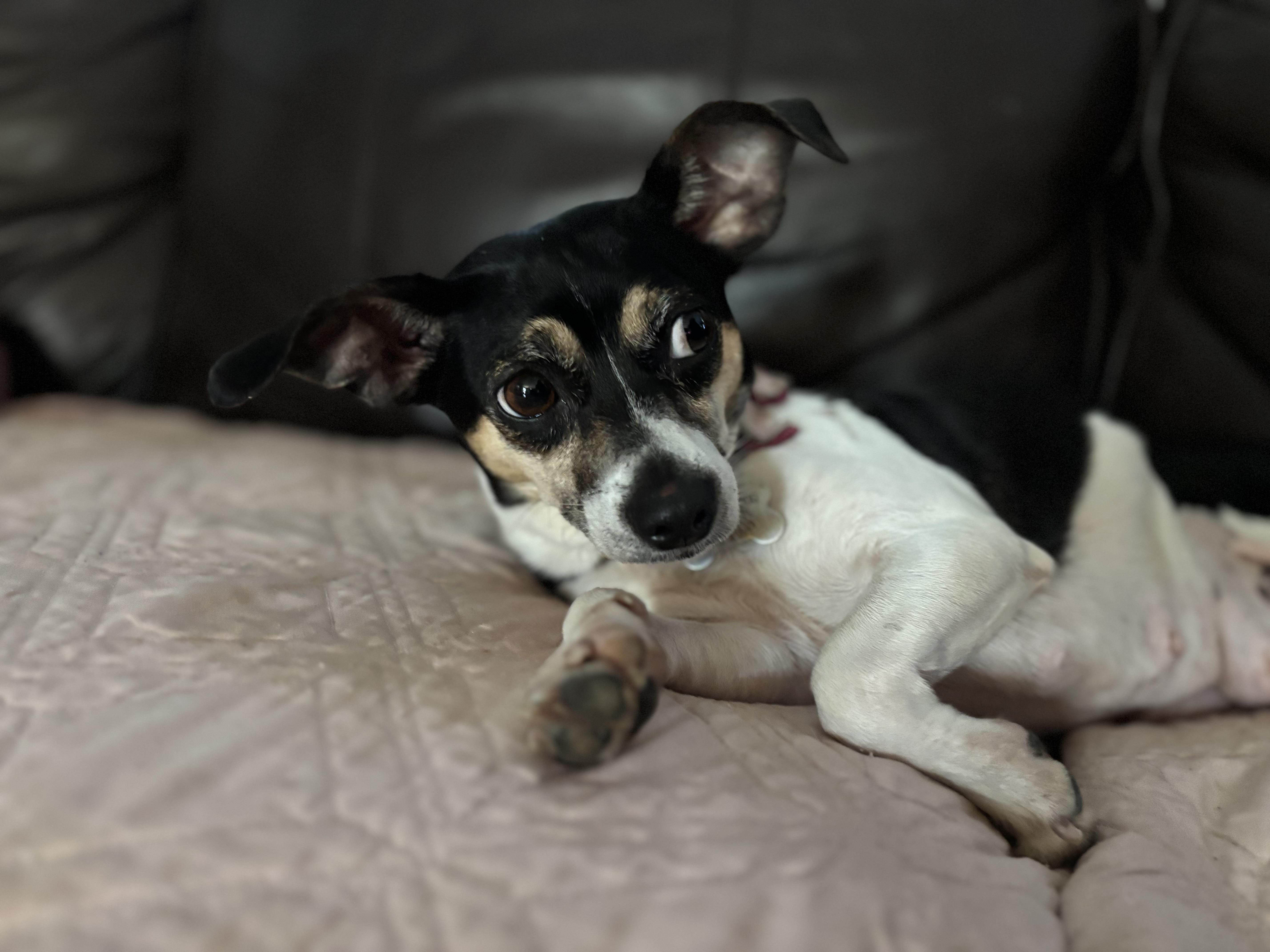 Enlarge JuneBug, a Adopted mixed breed in Nashville, TN image 5/6