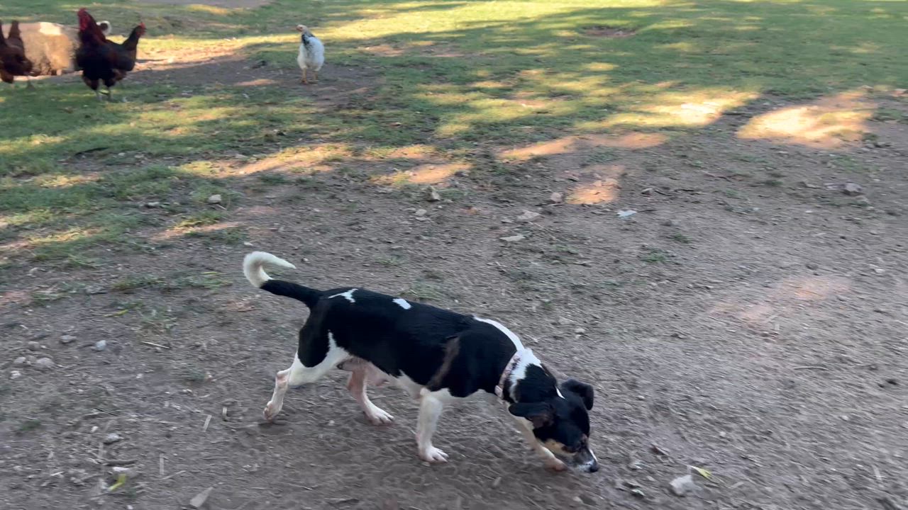 Enlarge JuneBug, a Adopted mixed breed in Nashville, TN video 6/6