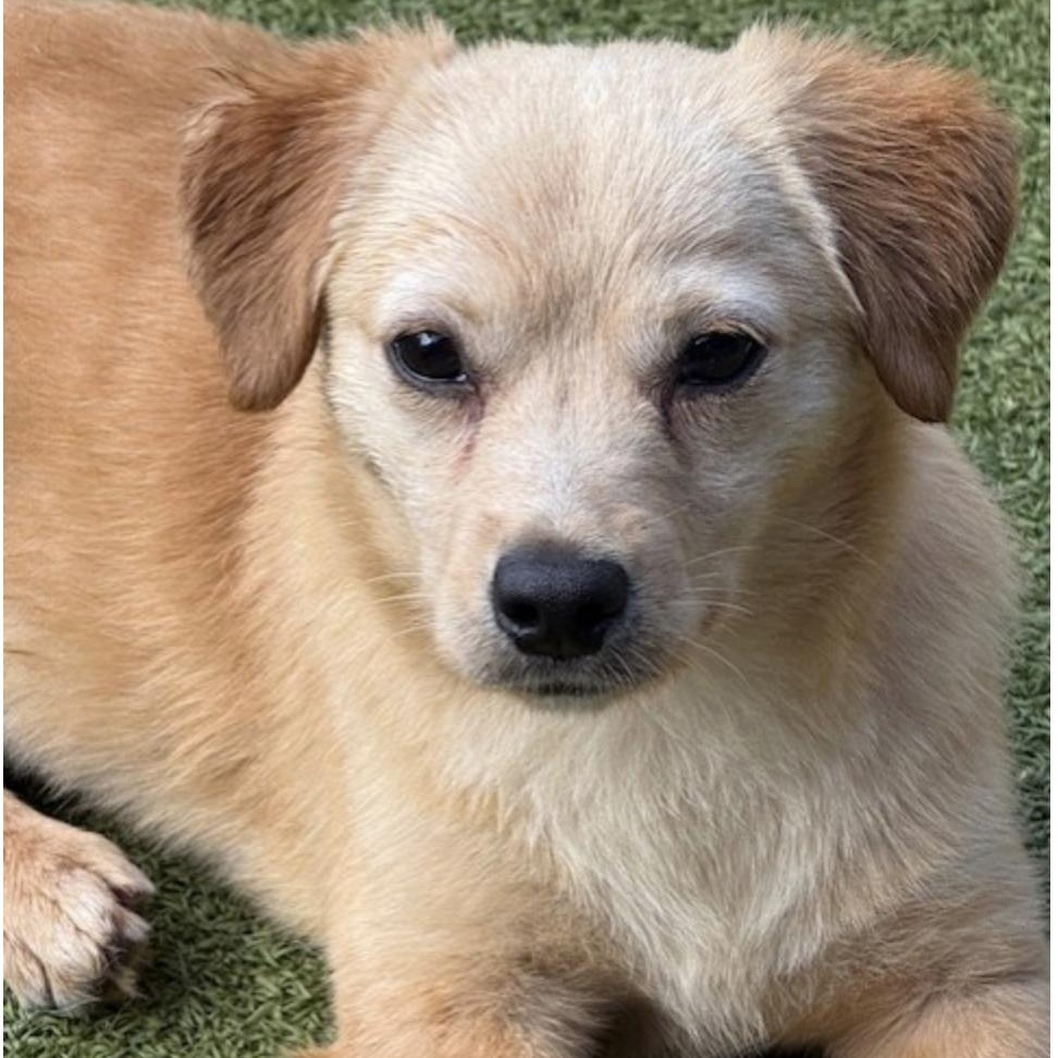 Enlarge STAR, a Adoptable mixed breed in wytheville, VA image 1/6