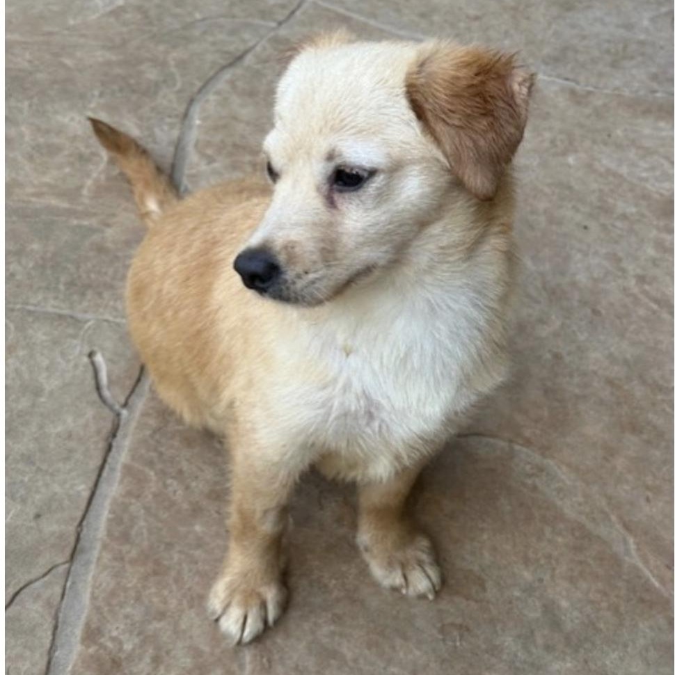 Enlarge STAR, a Adoptable mixed breed in wytheville, VA image 5/6