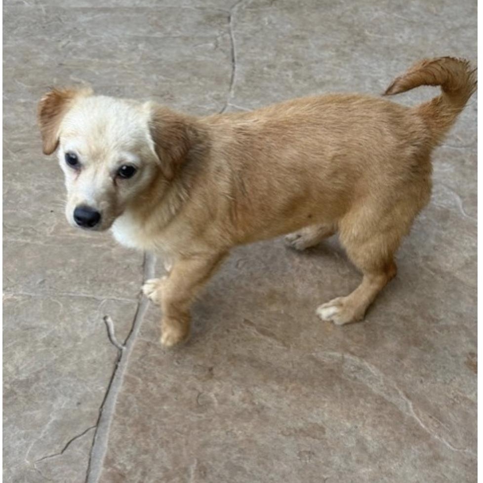 Enlarge STAR, a Adoptable mixed breed in wytheville, VA image 6/6