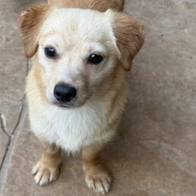 Enlarge STAR, a Adoptable mixed breed in wytheville, VA image 3/6