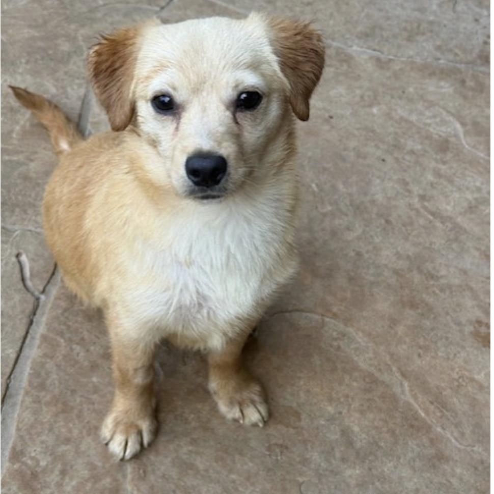 Enlarge STAR, a Adoptable mixed breed in wytheville, VA image 2/6