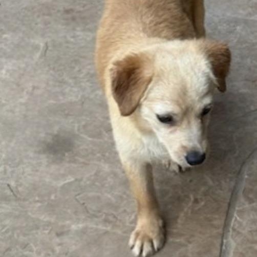 Enlarge STAR, a Adoptable mixed breed in wytheville, VA image 4/6