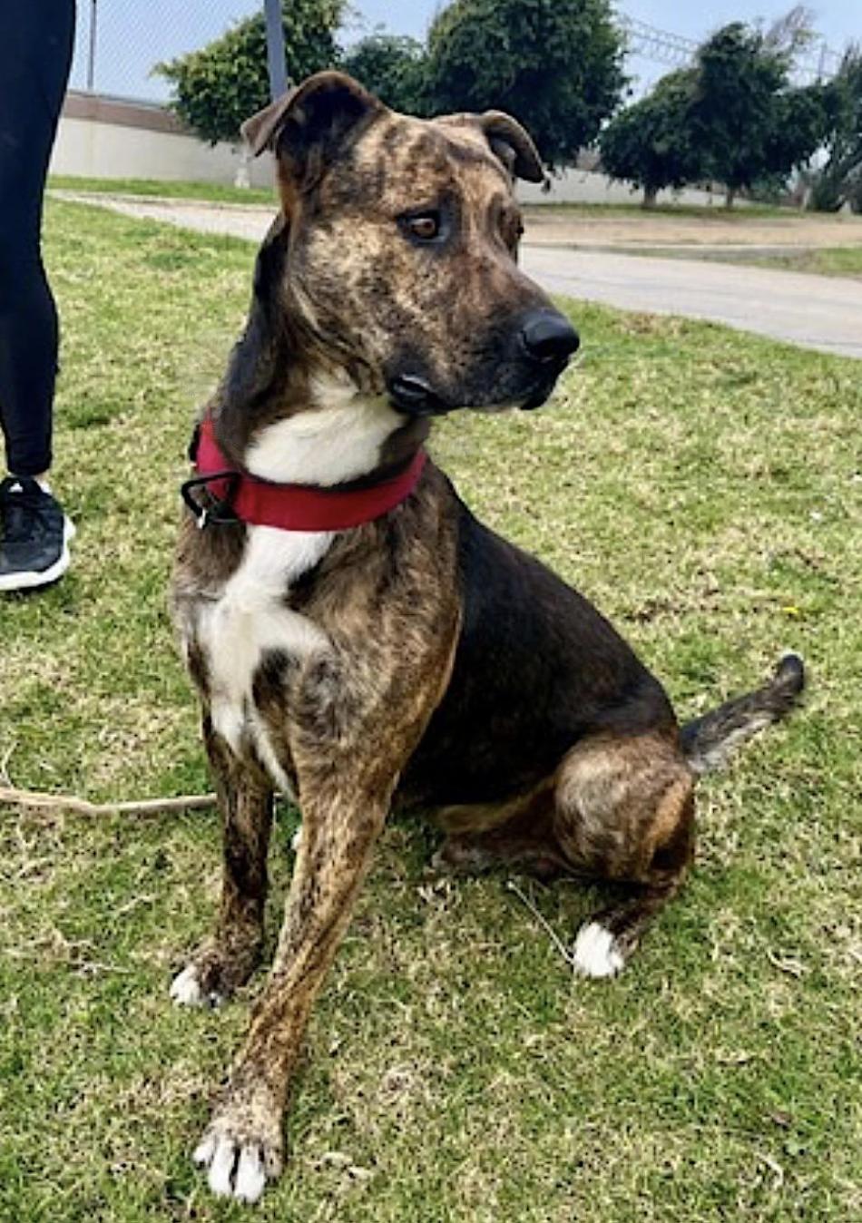 Tigre — thumbnail 2