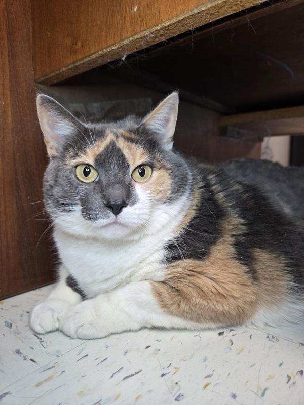 Enlarge Duchess, a Adoptable mixed breed in Millersville, MD image 2/2