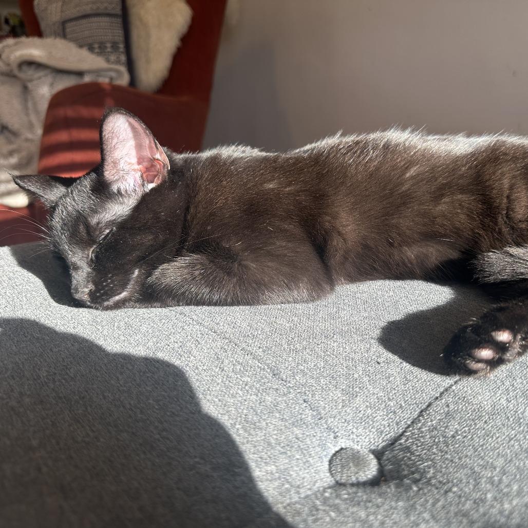 Pixie — thumbnail 2