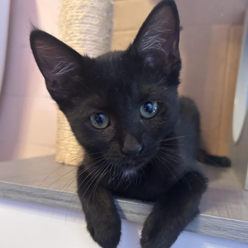 Pixie — thumbnail 3