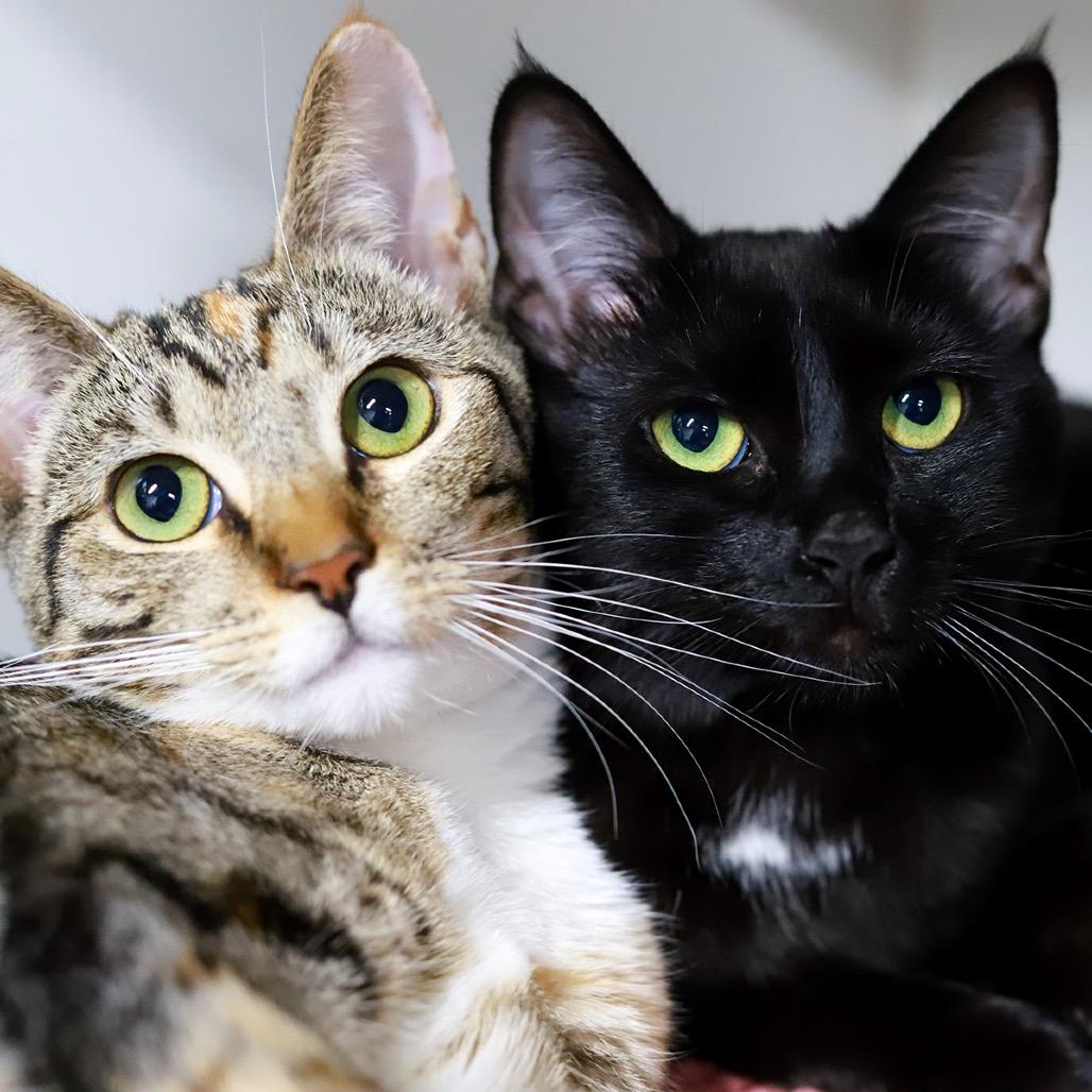 Pixie — thumbnail 4