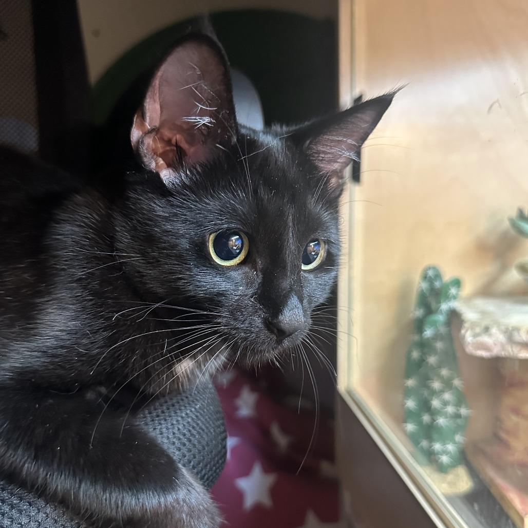 Pixie — thumbnail 6