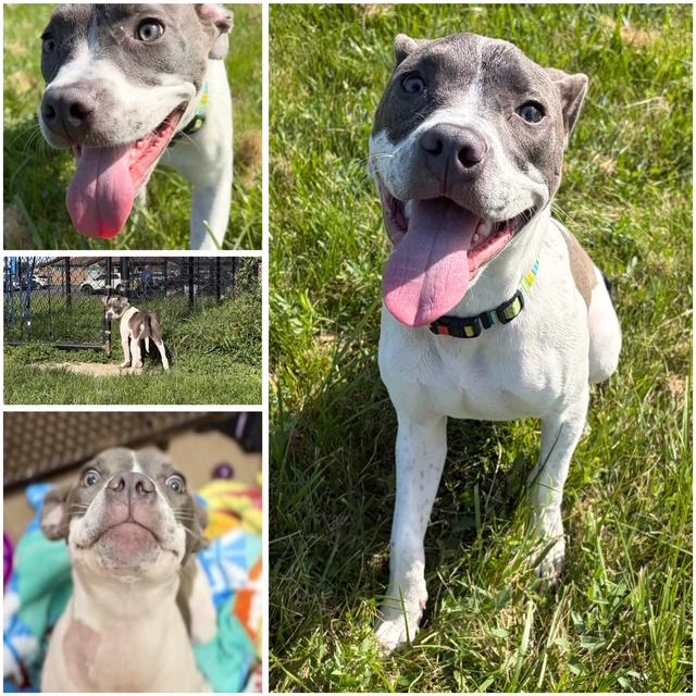 PICKLES, Adoptable, Young Female Pit Bull Terrier.