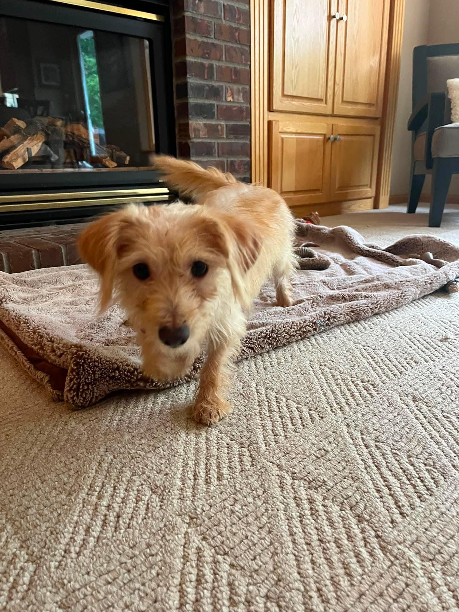 Marsh-mallow, Adoptable, Puppy Female Terrier.