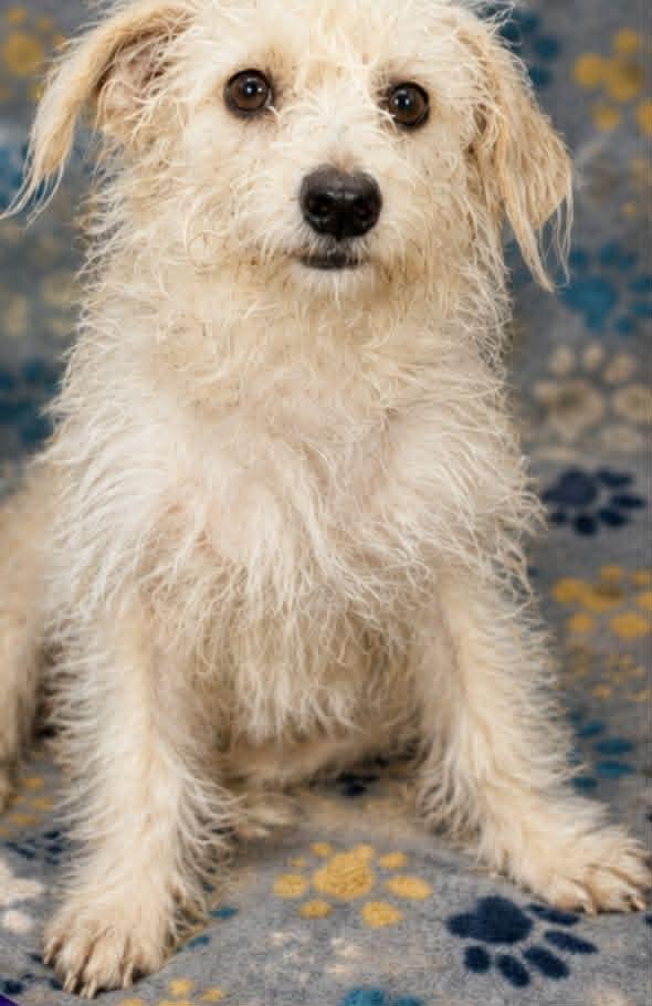 Marsh-mallow, Adoptable, Puppy Female Terrier.