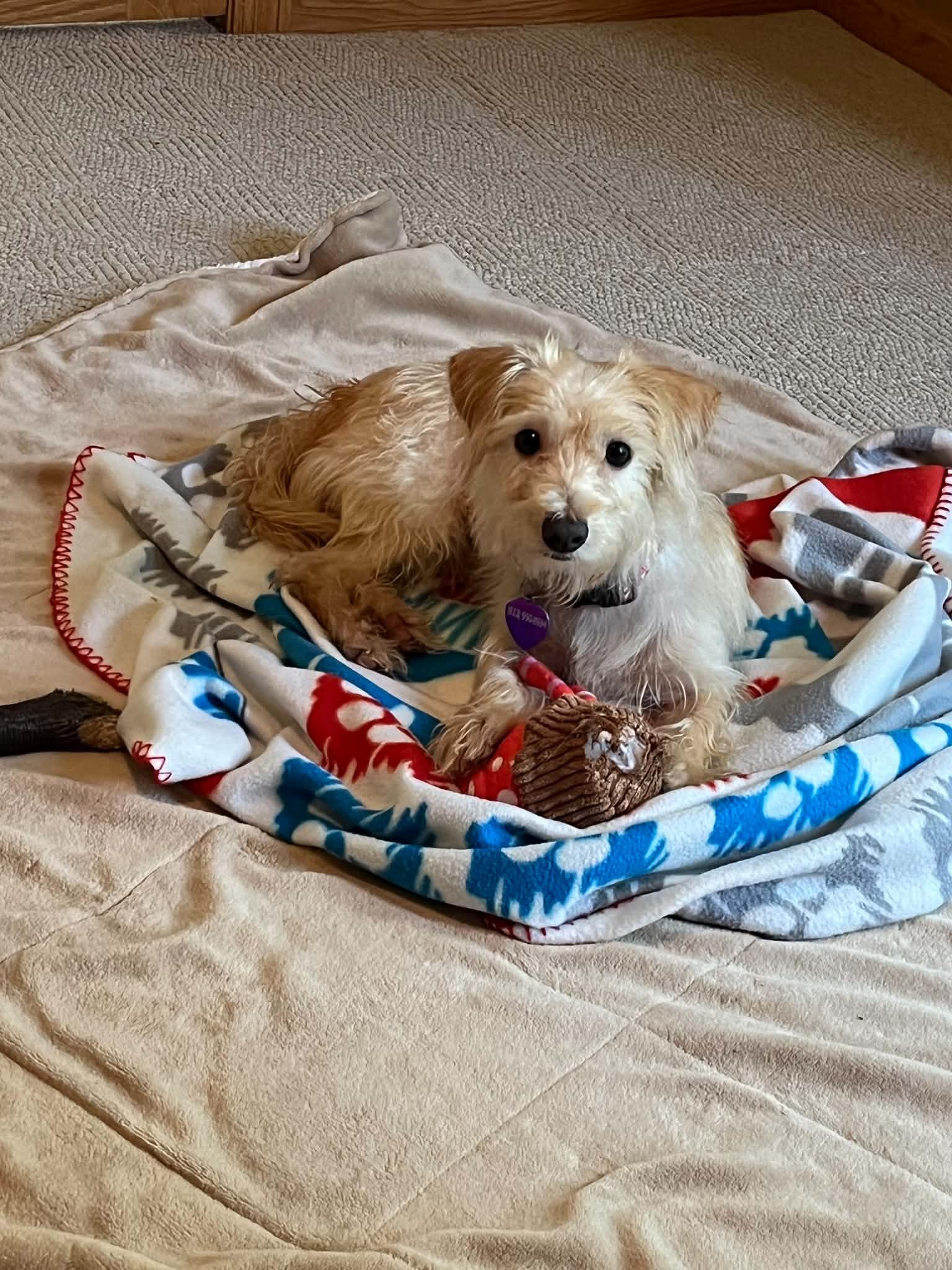 Enlarge Marsh-mallow, a Adoptable Terrier in Minneapolis, MN image 2/3