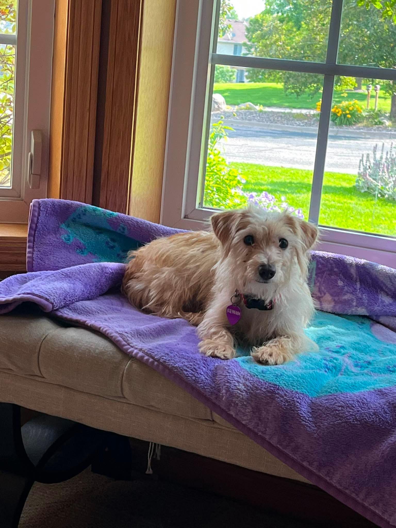 Enlarge Marsh-mallow, a Adoptable Terrier in Minneapolis, MN image 3/3